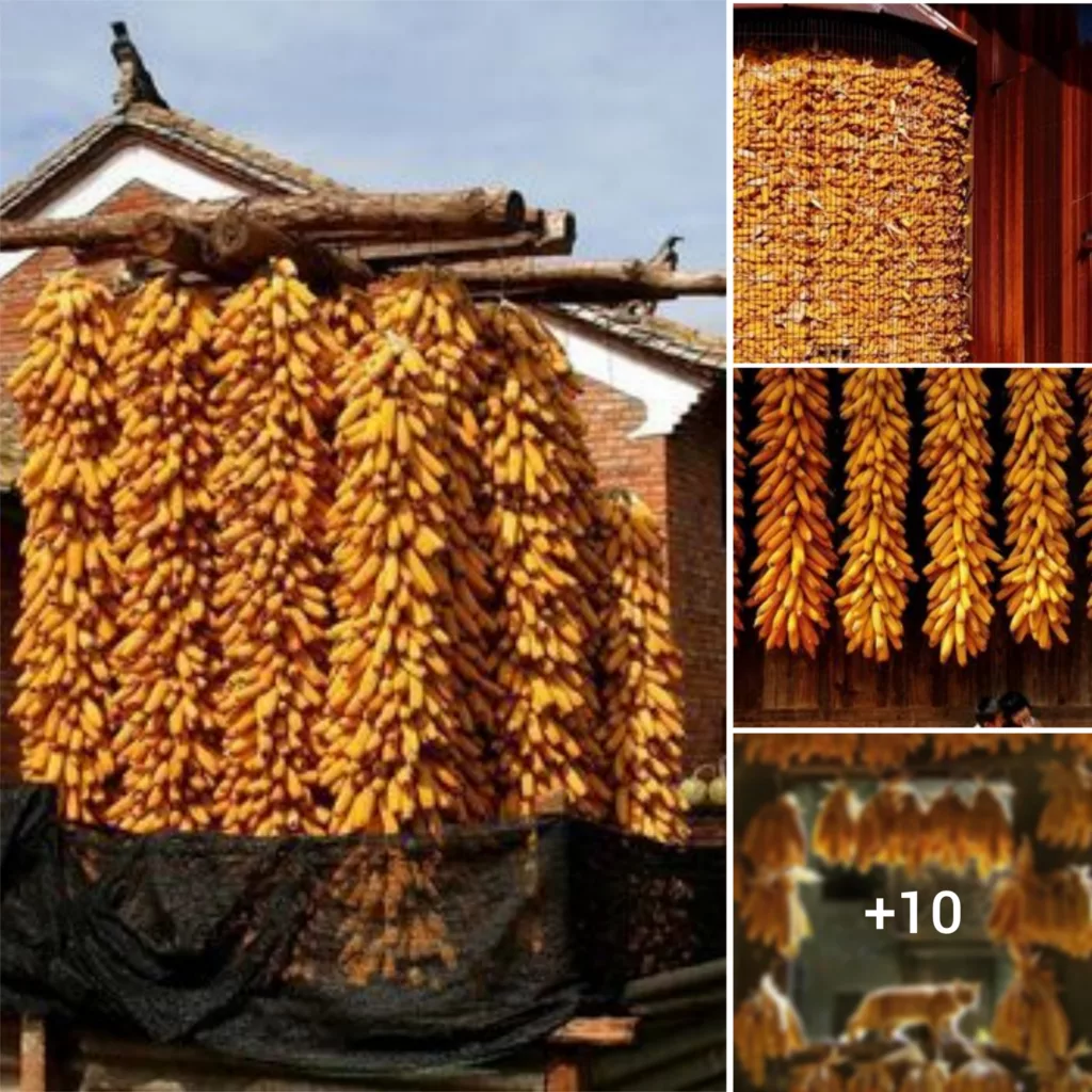 Exploring the Curious Origins of the Corn Cob