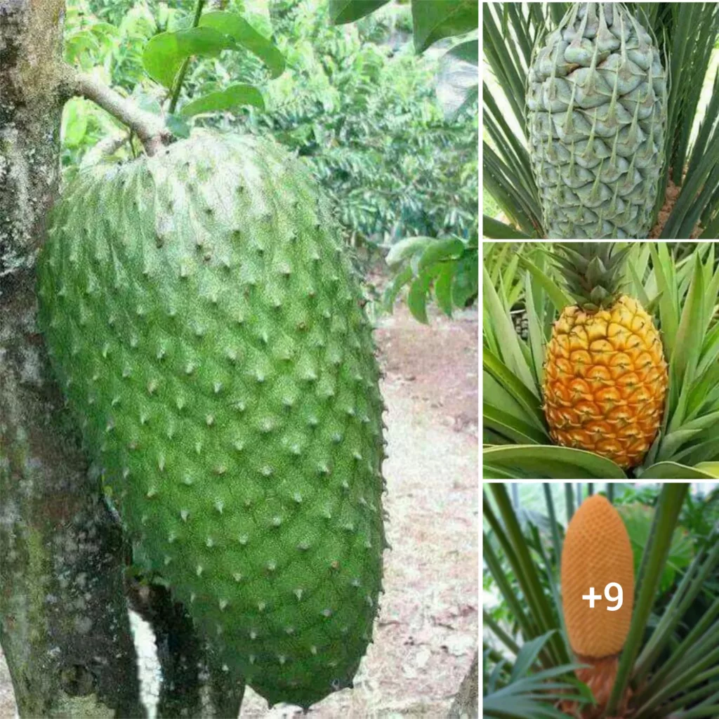 The Magnificent Giant Fruits of Mother Nature